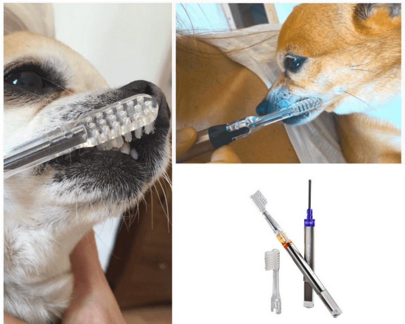 ionska zobna ščetka za psa